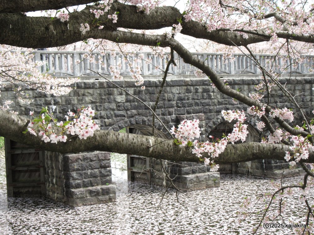 新発田市「加治川堤防」と「加治川治水記念公園」散り始めの桜 2025(4/18)