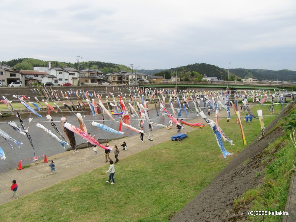 加茂川を泳ぐ鯉のぼり 2025