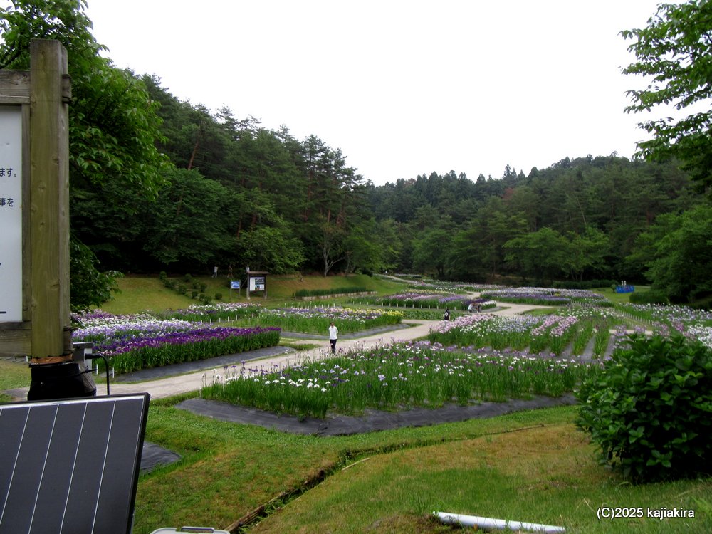 しばたあやめまつり 2025（新発田市・五十公野公園あやめ園）