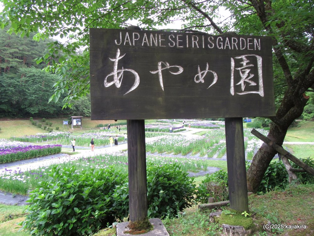 しばたあやめまつり 2025（新発田市・五十公野公園あやめ園）