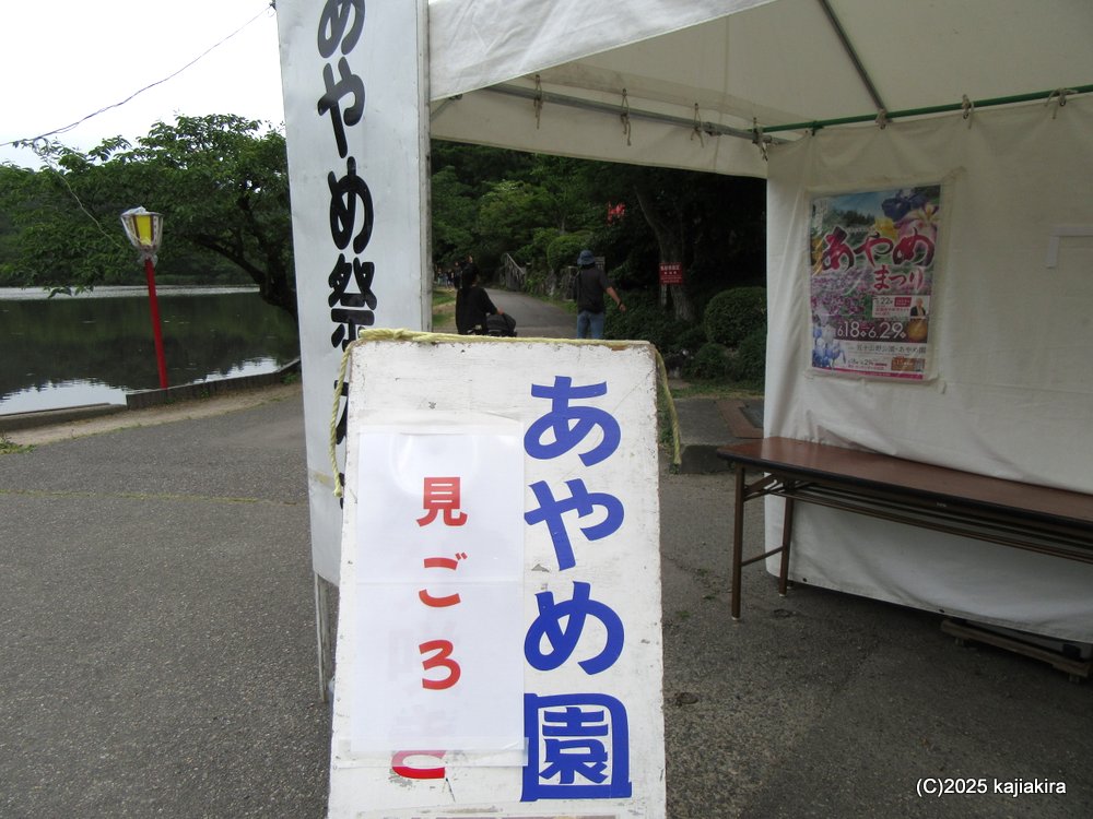 しばたあやめまつり 2025（新発田市・五十公野公園あやめ園）
