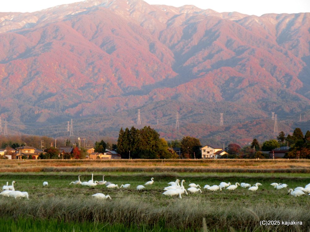 ニ王子岳付近の紅葉と白鳥［新発田市］