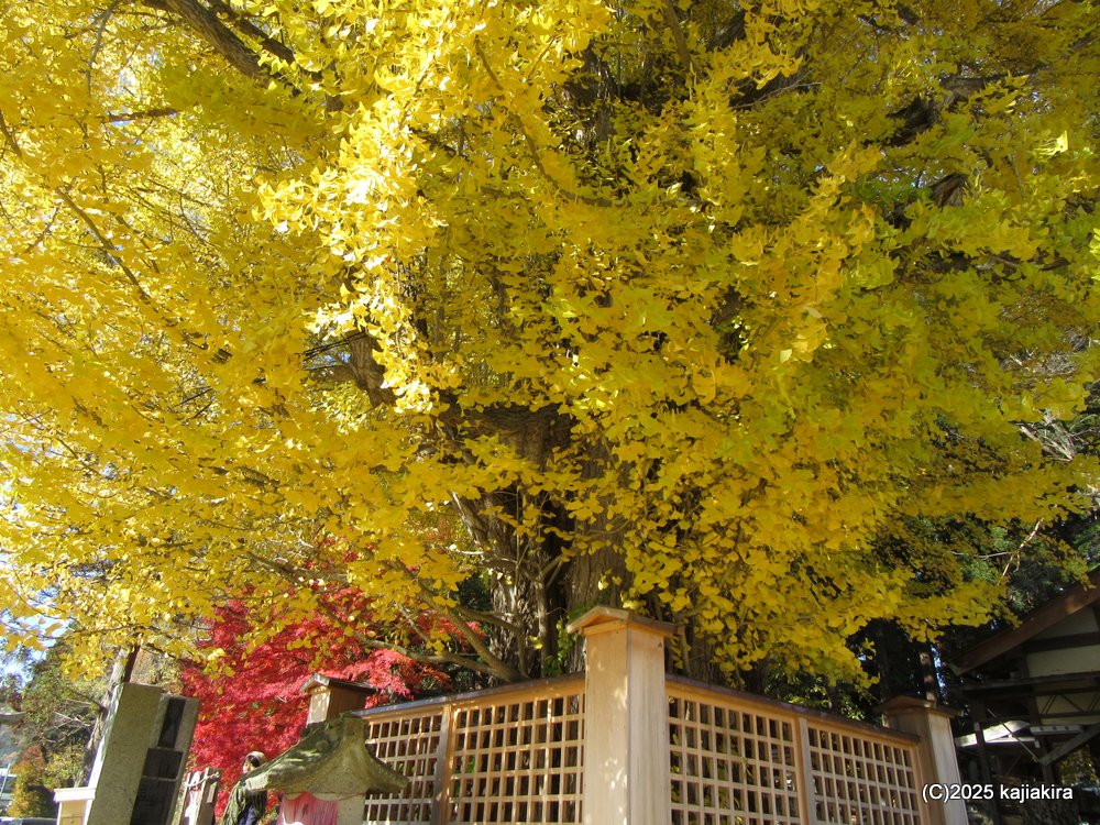 山形県南陽市「熊野大社」参拝と直売所のリンゴ