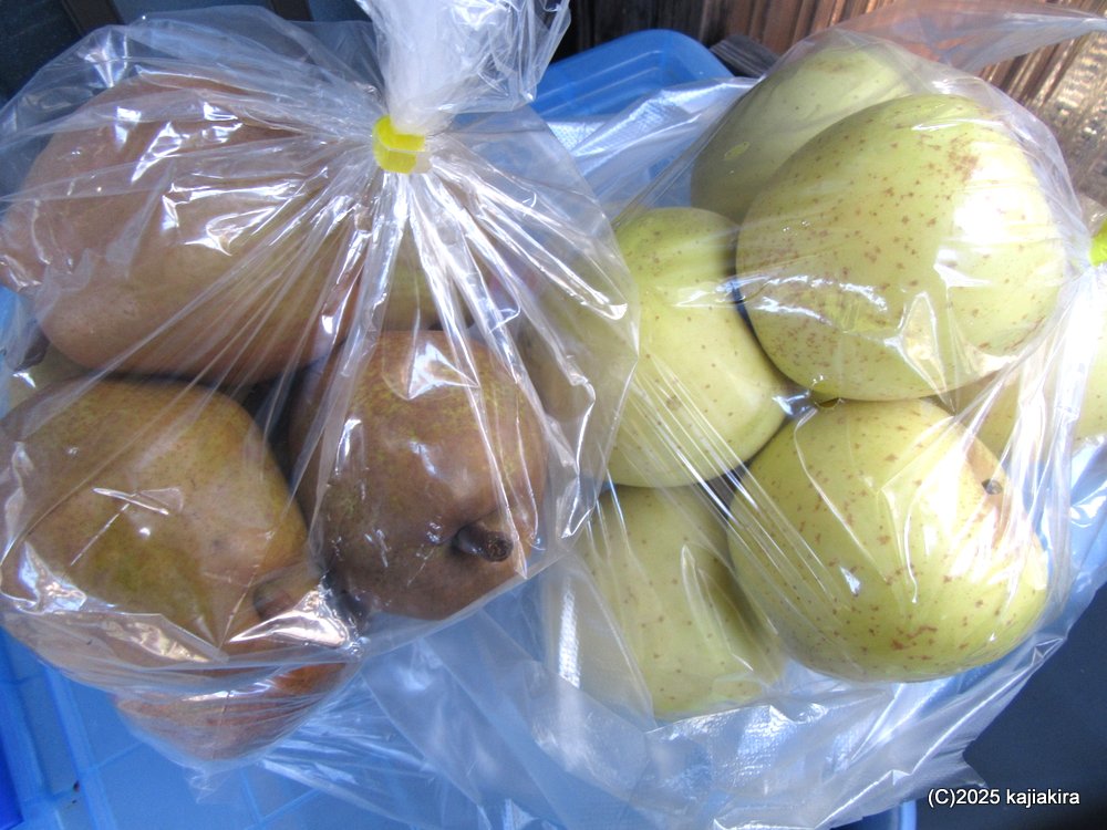 山形県南陽市「熊野大社」参拝と直売所のリンゴ