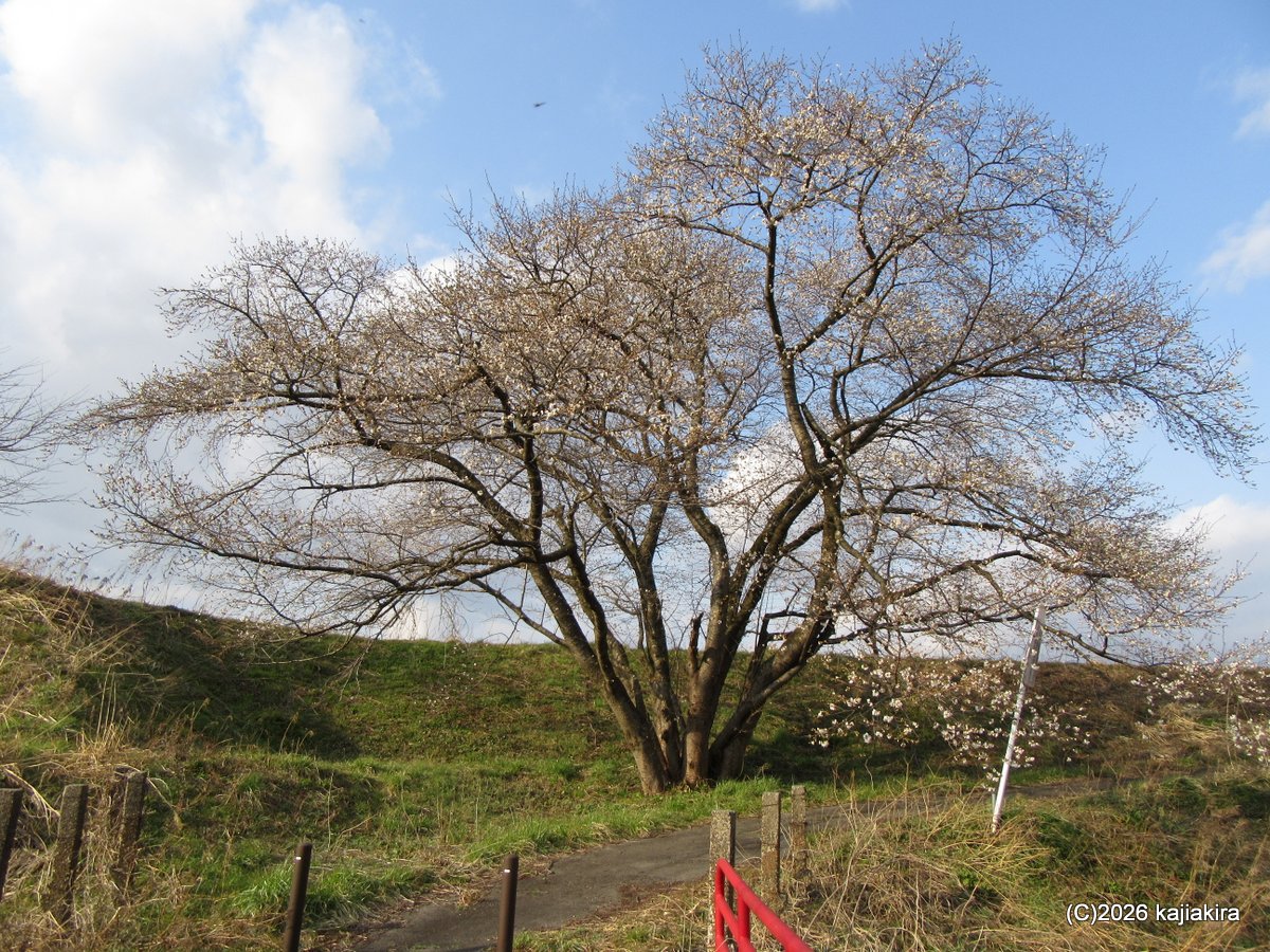加治川堤防（聖籠町道賀新田）、早咲きの桜（3/21）