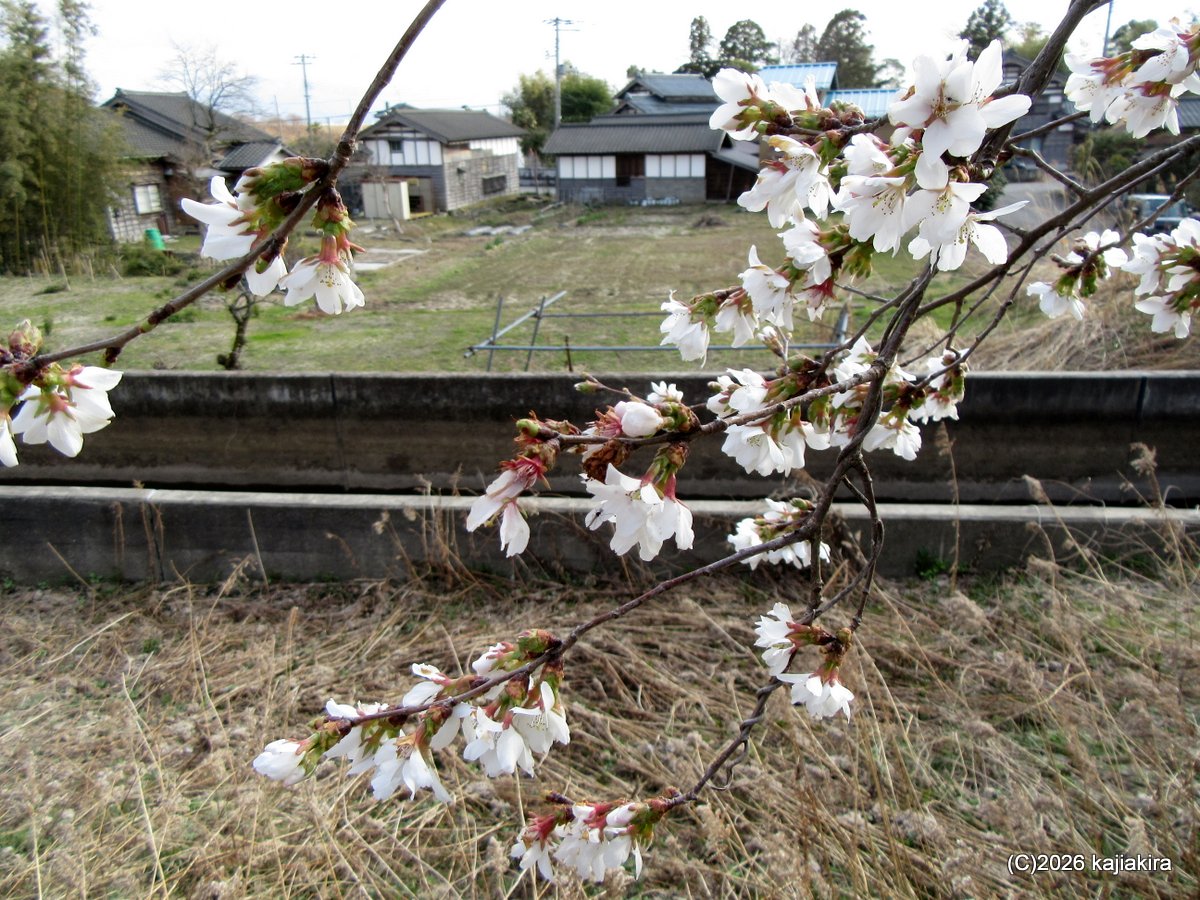 加治川堤防（聖籠町道賀新田）、早咲きの桜（3/21）