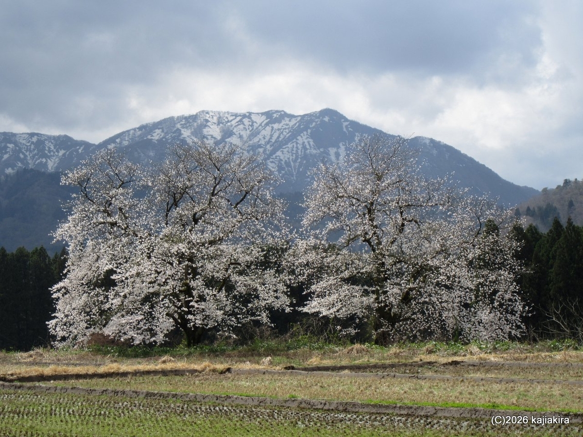 2026年は開花が早い、阿賀町黒岩「黒岩の夫婦桜」 (4/11) - 加持顕の