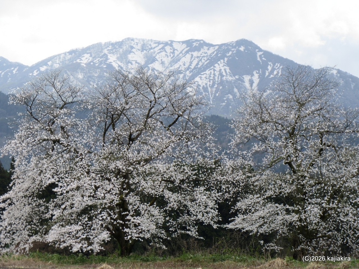 2026年は開花が早い、阿賀町黒岩「黒岩の夫婦桜」 (4/11) - 加持顕の
