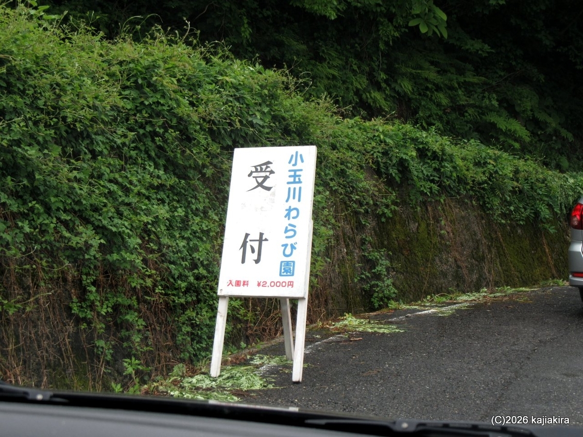 山形県の小国町「小玉川観光わらび園」で、2026年二度目のわらび採り