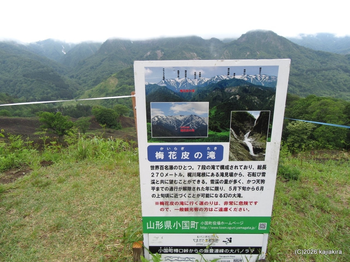 山形県の小国町「小玉川観光わらび園」で、2026年二度目のわらび採り