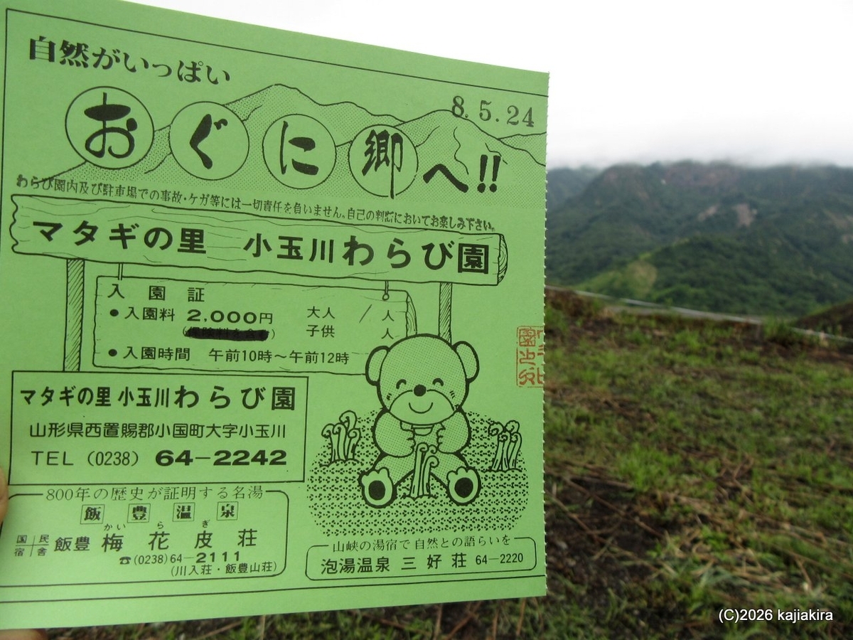山形県の小国町「小玉川観光わらび園」で、2026年二度目のわらび採り