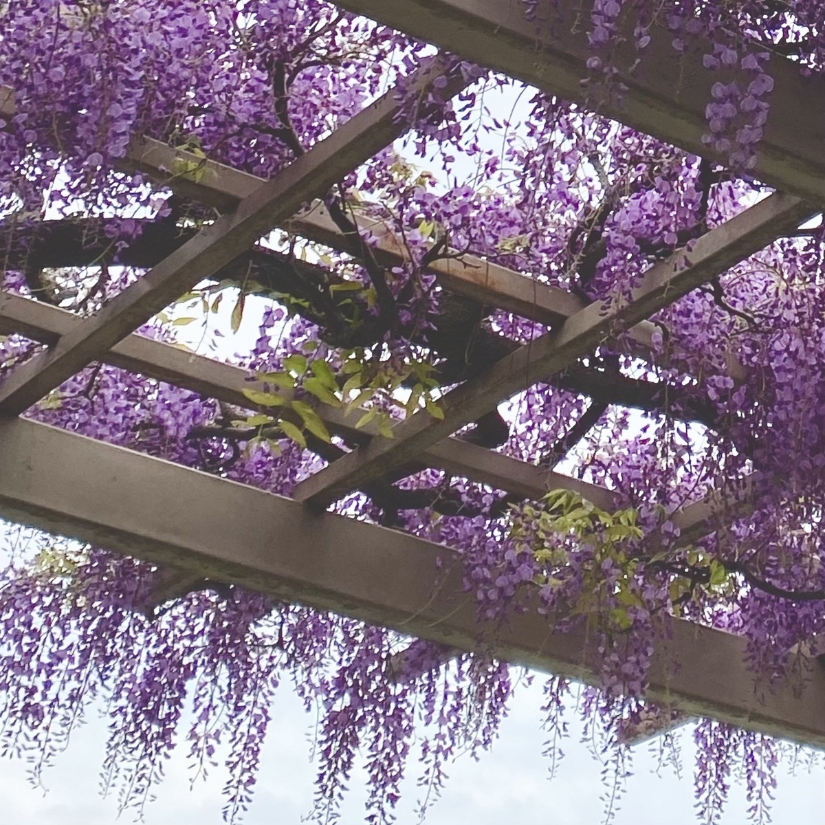 wisteria flowers_ purple
