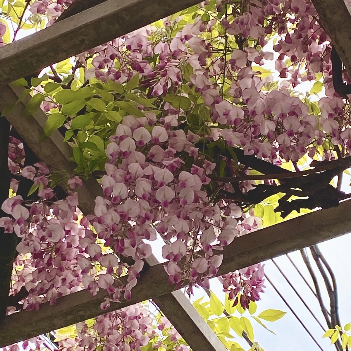 wisteria flowers_ pink