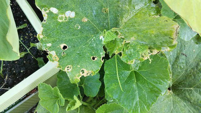 ウリハムシは実はやっかい 生態を調べてびっくりした話 - 小さな庭の家庭菜園