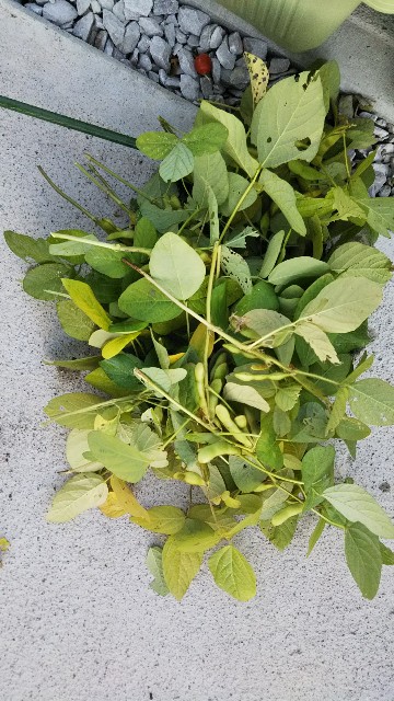 f:id:kajiko36:20181103085107j:image f:id:kajiko36:20181103085107j:image