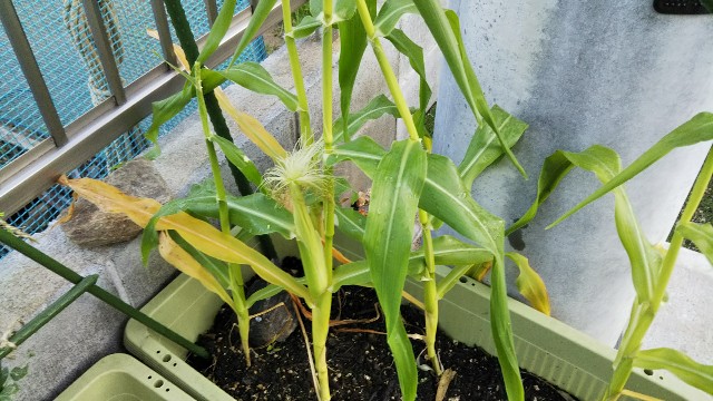 f:id:kajiko36:20181103085332j:image f:id:kajiko36:20181103085332j:image