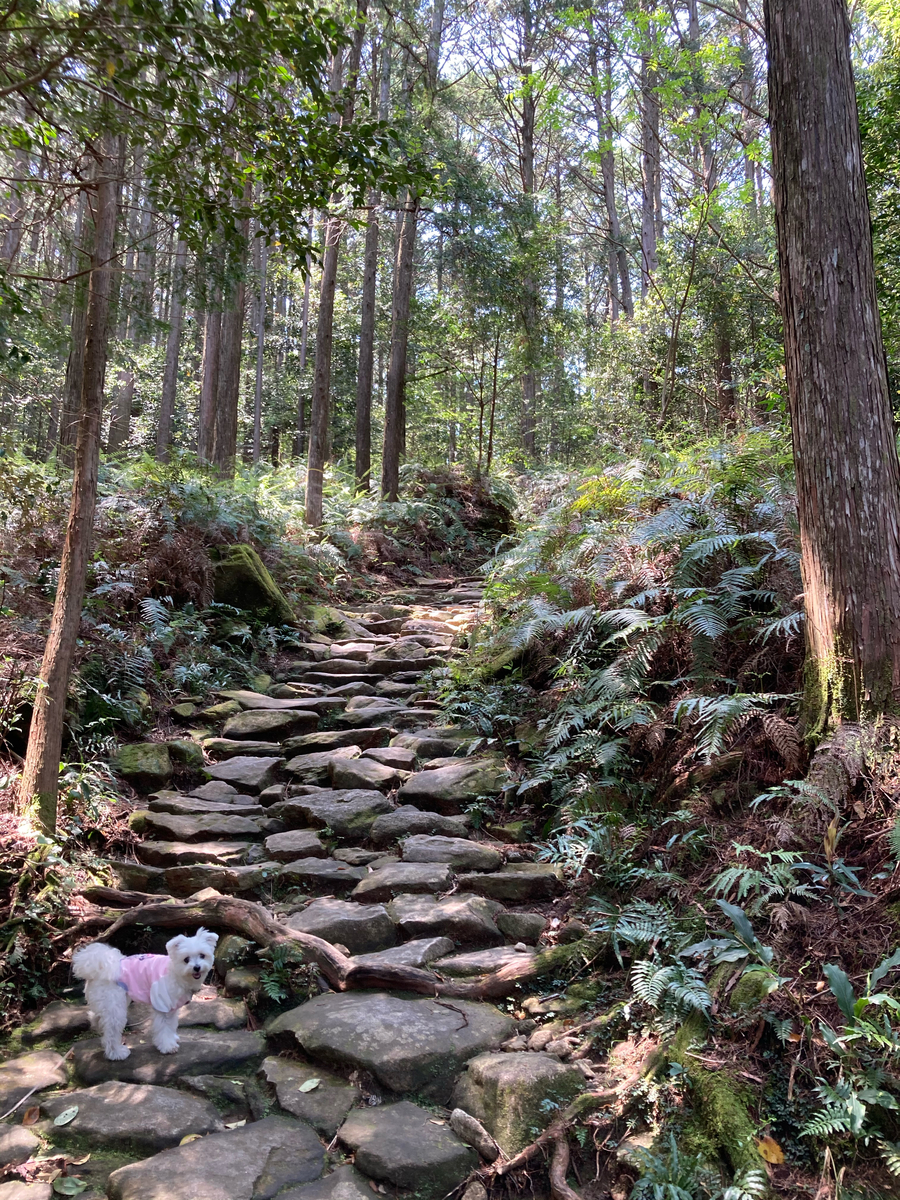 f:id:kajimao:20210420195044j:plain