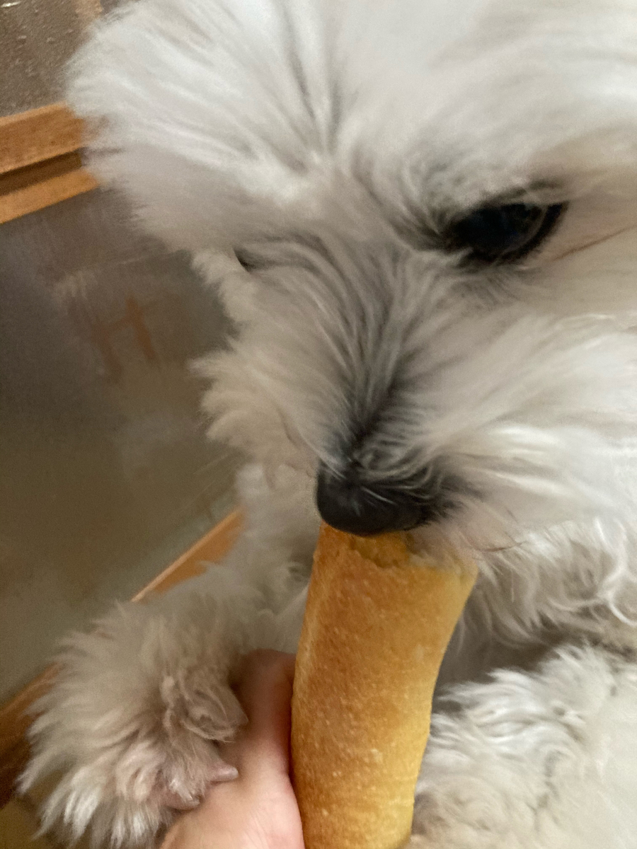 f:id:kajimao:20210421145317j:plain