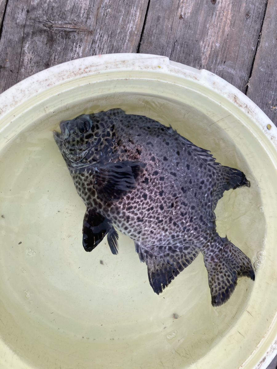 f:id:kajimao:20210430090633j:plain