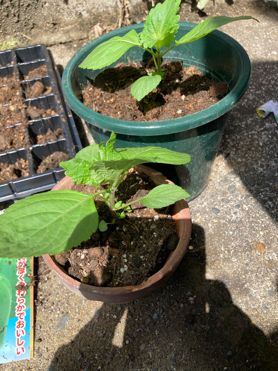 f:id:kajimao:20210501140833j:plain