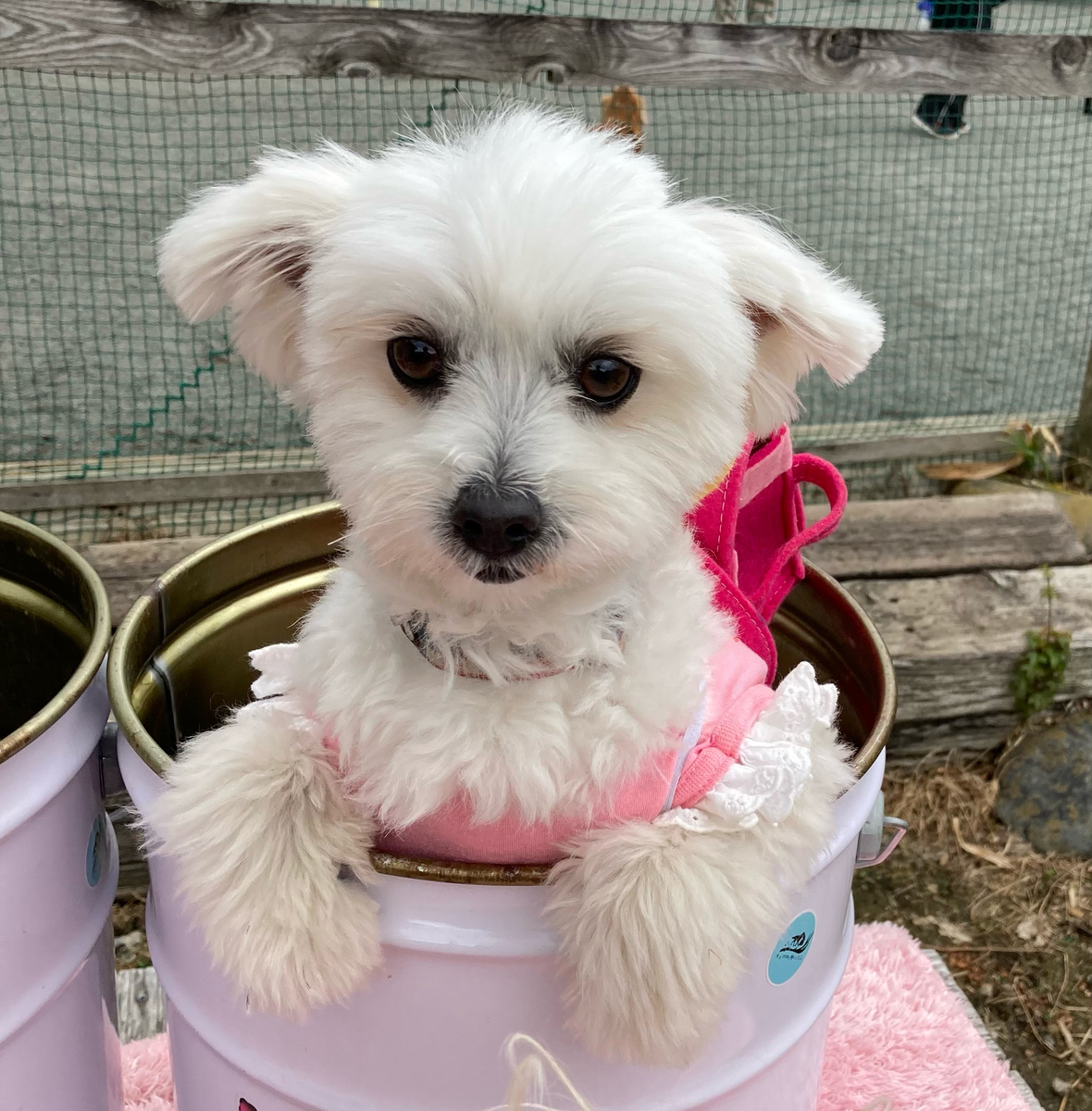 f:id:kajimao:20210502180630j:plain