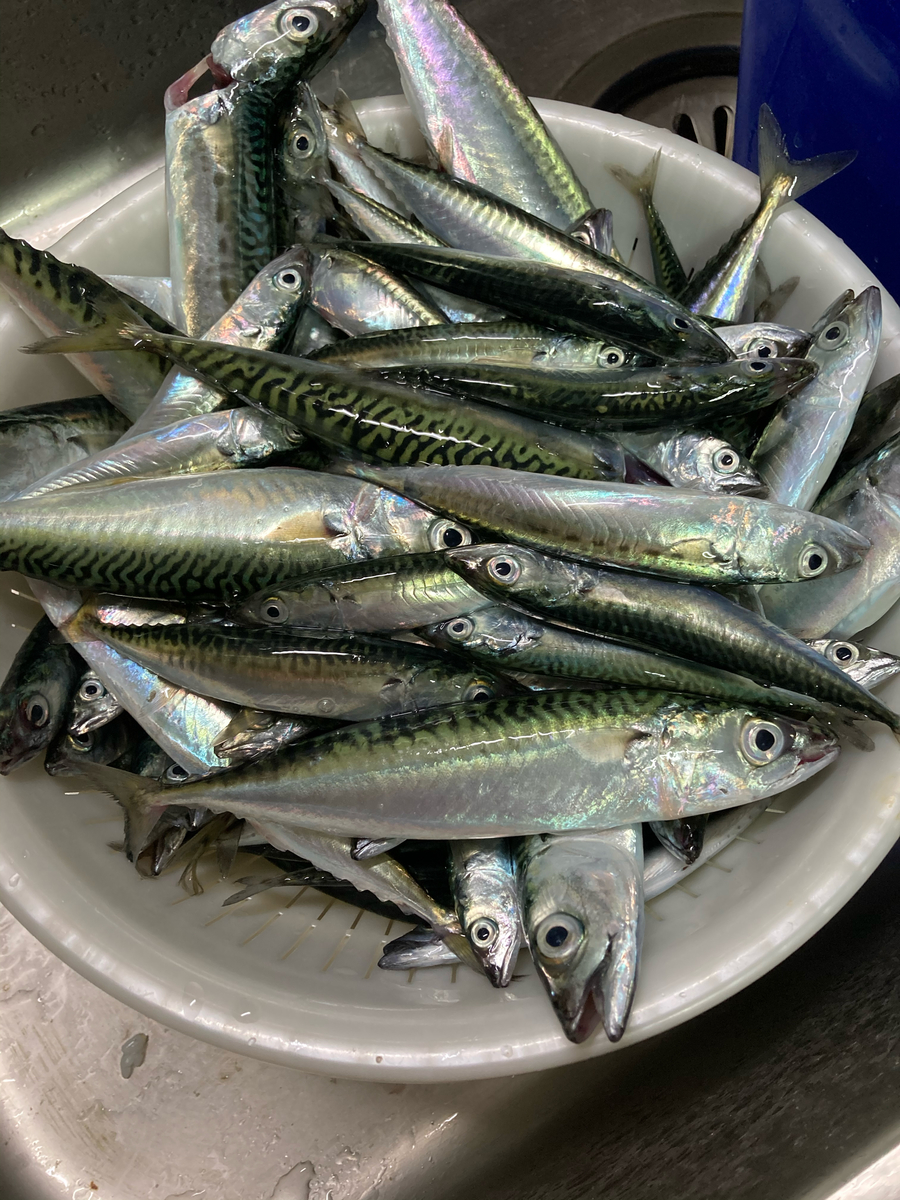 f:id:kajimao:20210602141512j:plain