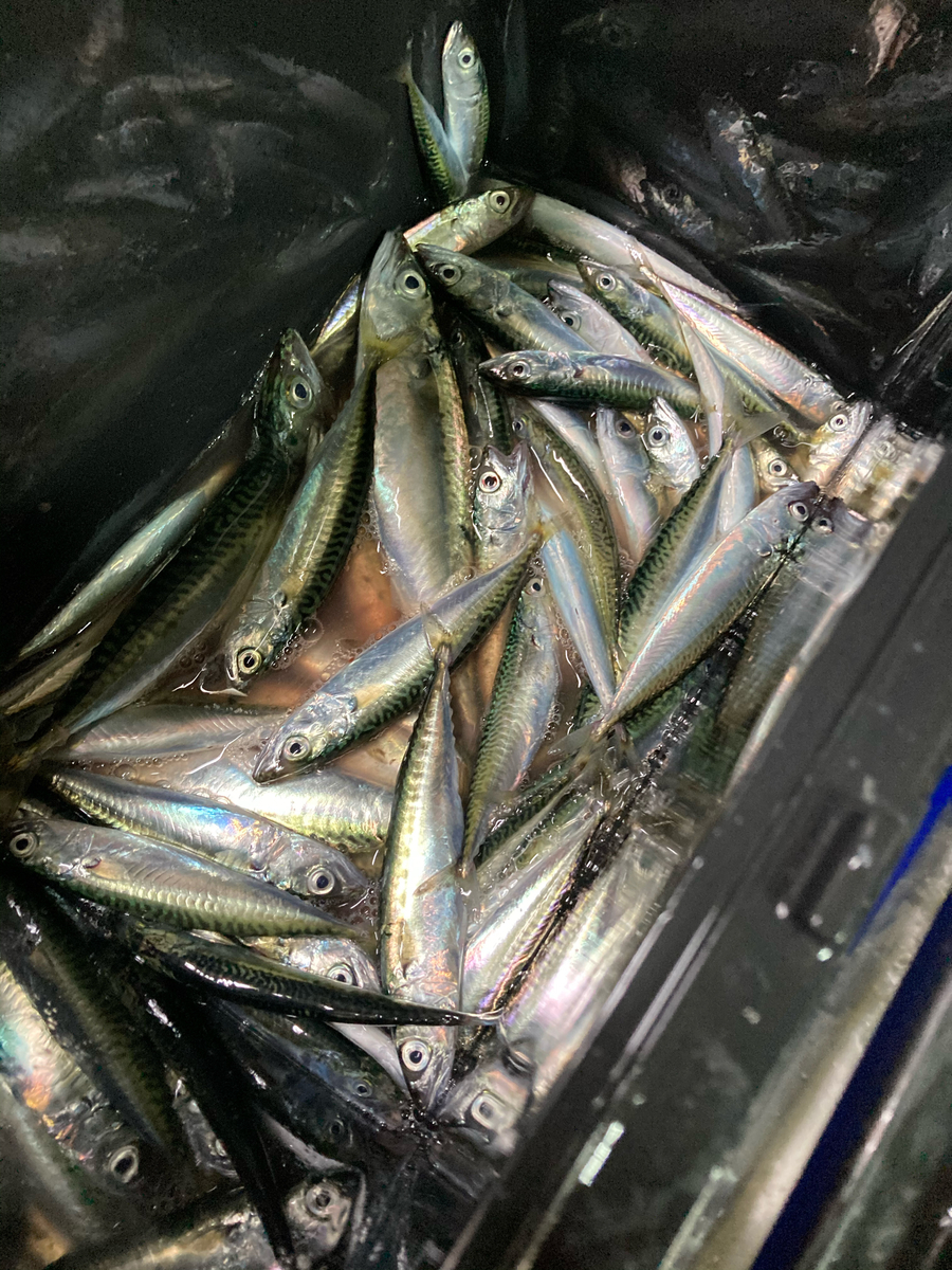 f:id:kajimao:20210602141622j:plain