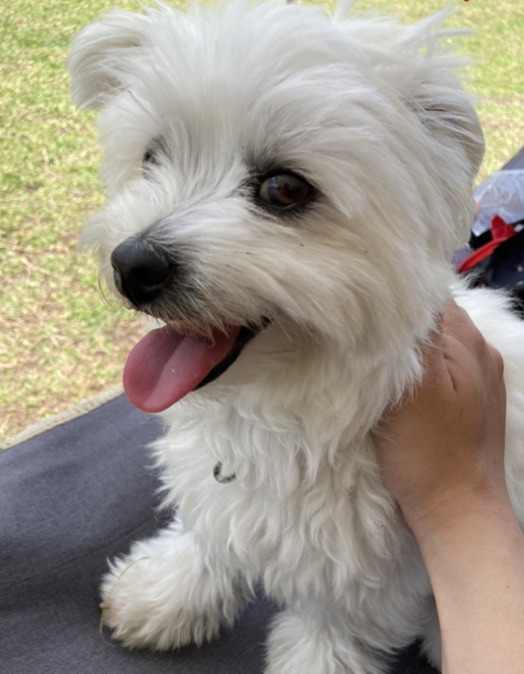 f:id:kajimao:20210602152404j:plain