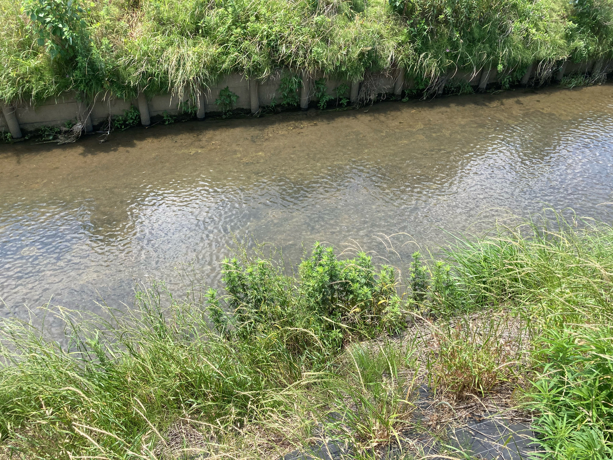 f:id:kajimao:20210602154422j:plain