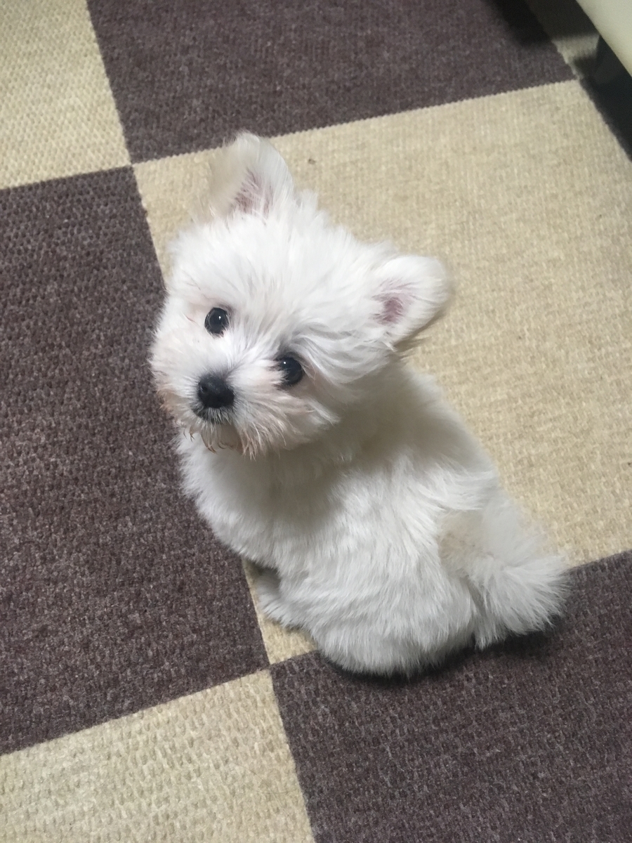 f:id:kajimao:20210603133220j:plain