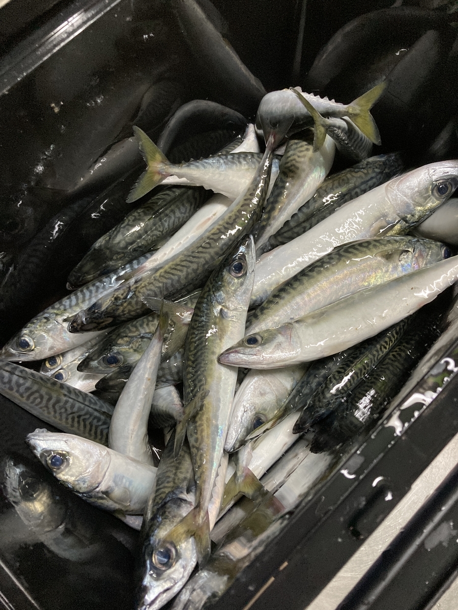 f:id:kajimao:20210608145946j:plain