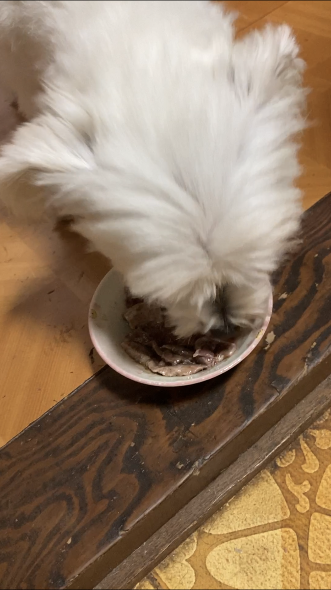 f:id:kajimao:20210818230357p:plain