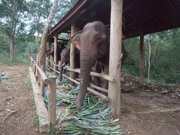 f:id:kajimarug:20121205100214j:image:w360