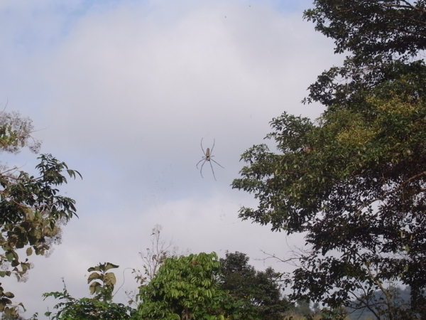 f:id:kajimarug:20121205102322j:image:w360
