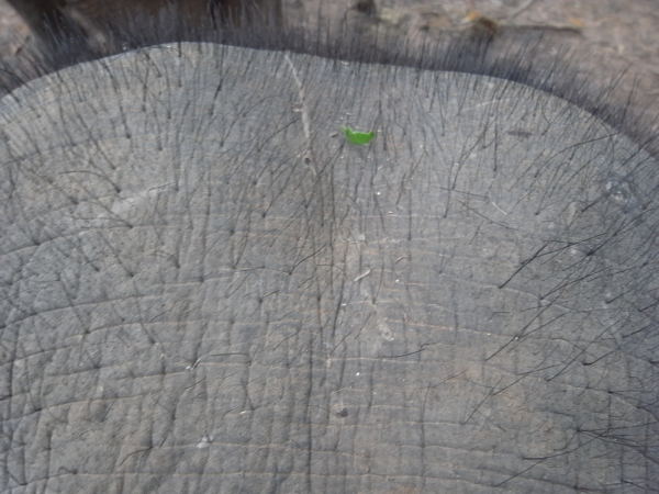 f:id:kajimarug:20121205104244j:image:w360