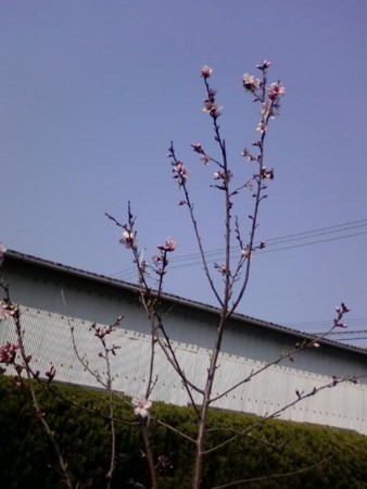 f:id:kajitex:20120406062653j:image f:id:kajitex:20120406062653j:image