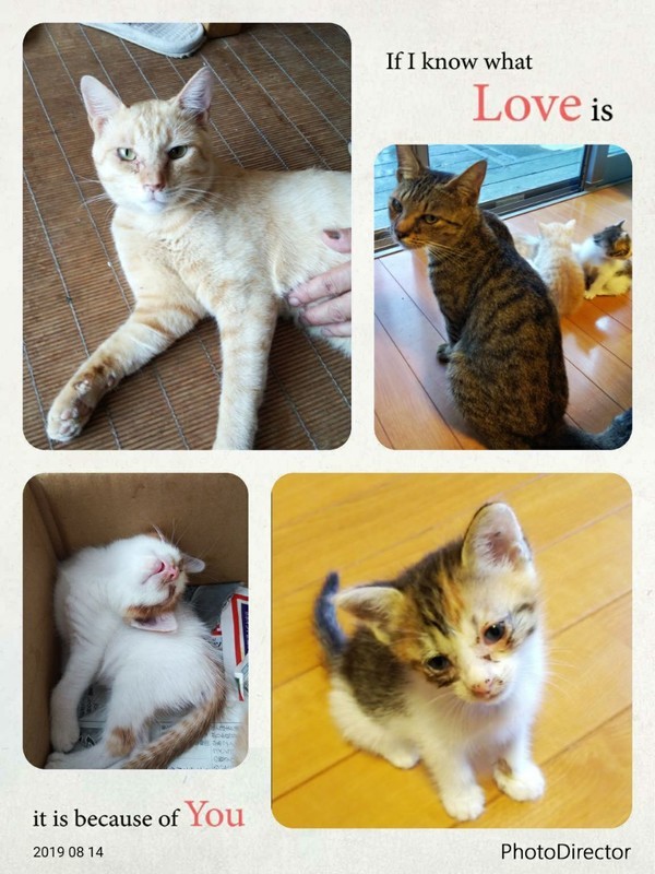 f:id:kajukaju:20190814172732j:plain f:id:kajukaju:20190814172732j:plain