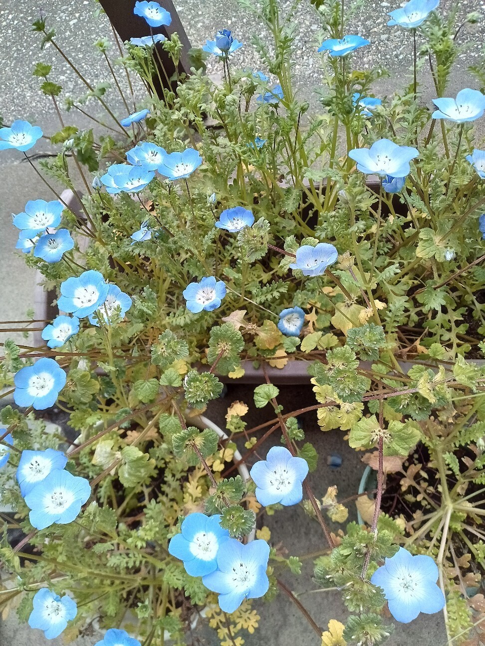 f:id:kajukaju:20260502144944j:image f:id:kajukaju:20260502144944j:image