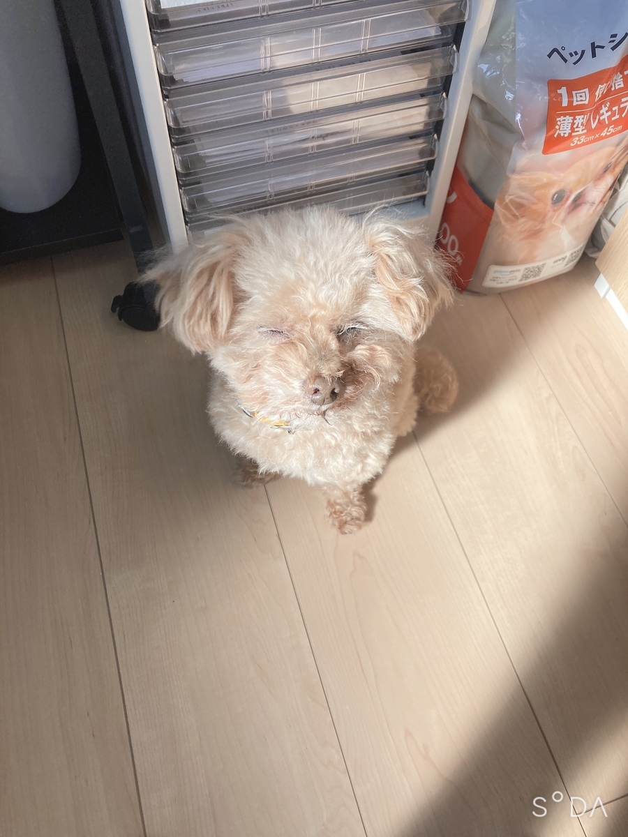 f:id:kajunoie:20220224231428j:plain