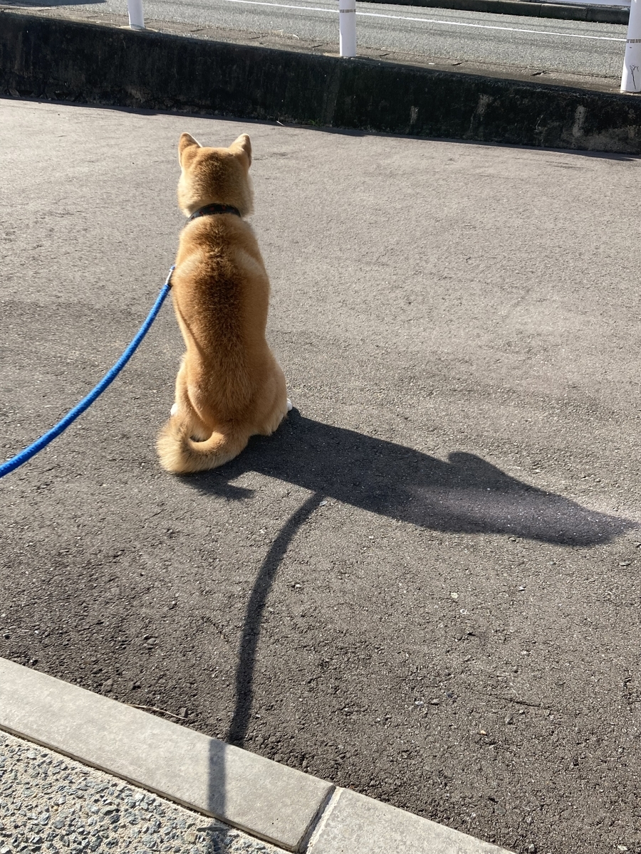 f:id:kajunoie:20220224231758j:plain