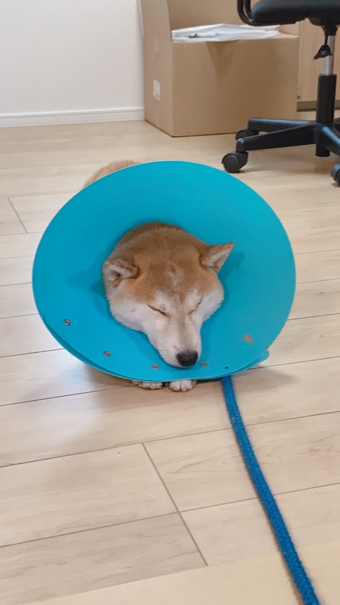 f:id:kajunoie:20220224232559j:plain