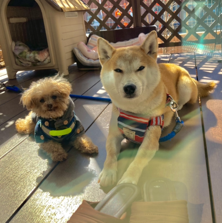 f:id:kajunoie:20220224233222j:plain