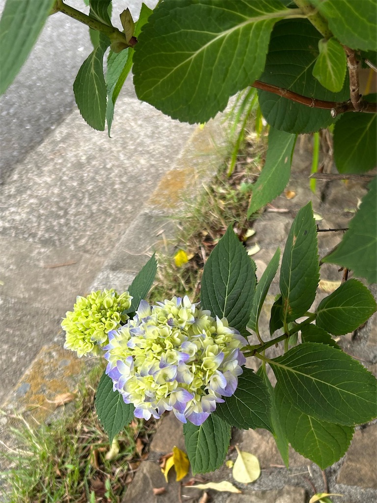 f:id:kaka5991:20250523233221j:image