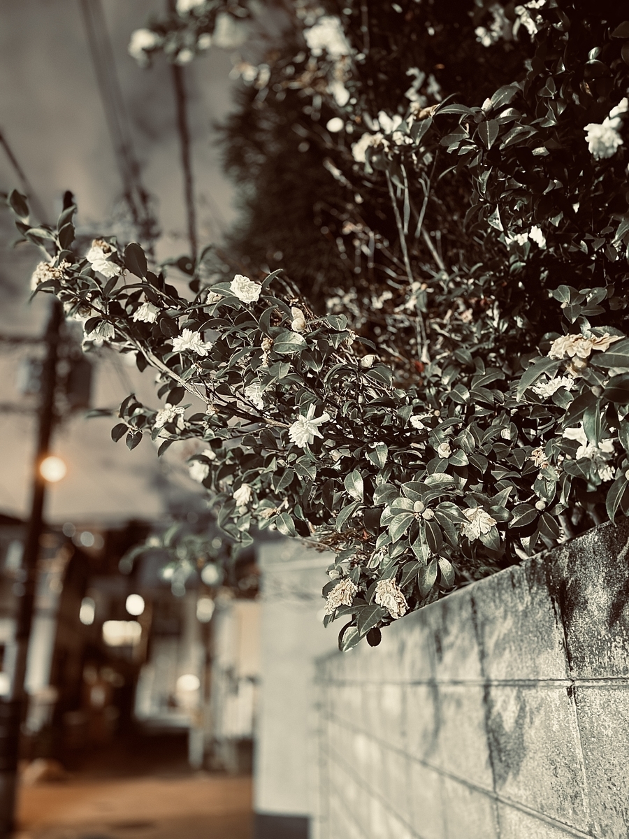 f:id:kakaist:20201225235331j:plain