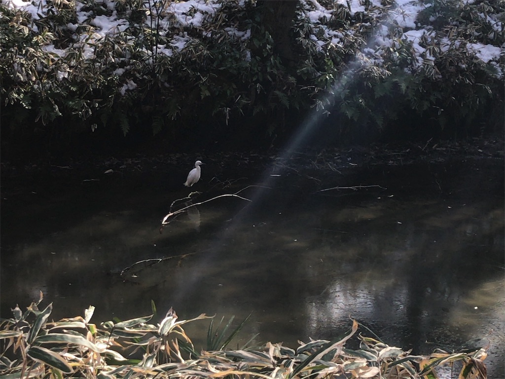 f:id:kakakakaneko:20190211205518j:plain f:id:kakakakaneko:20190211205518j:plain