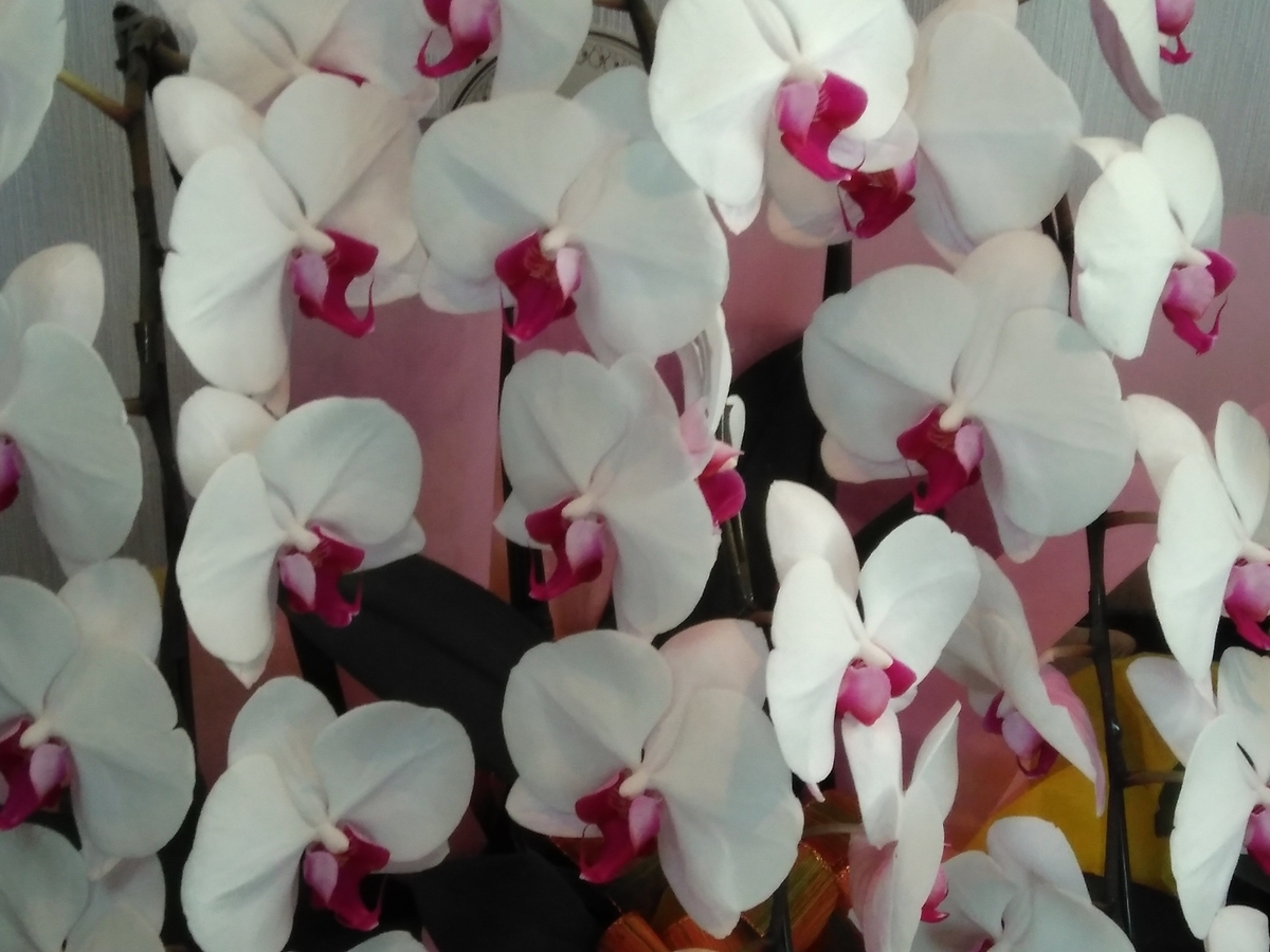 f:id:kakasalon:20190404080037j:plain f:id:kakasalon:20190404080037j:plain