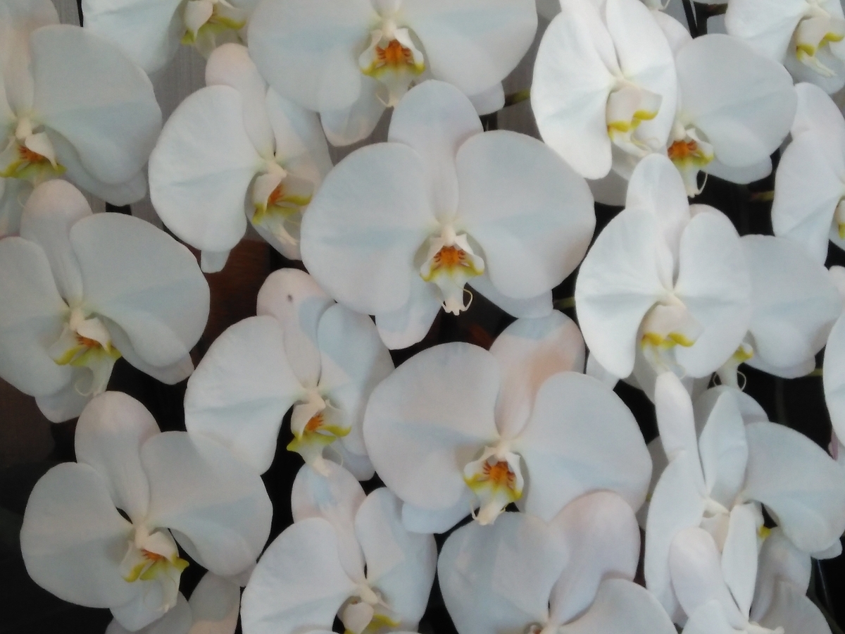 f:id:kakasalon:20190404080041j:plain f:id:kakasalon:20190404080041j:plain