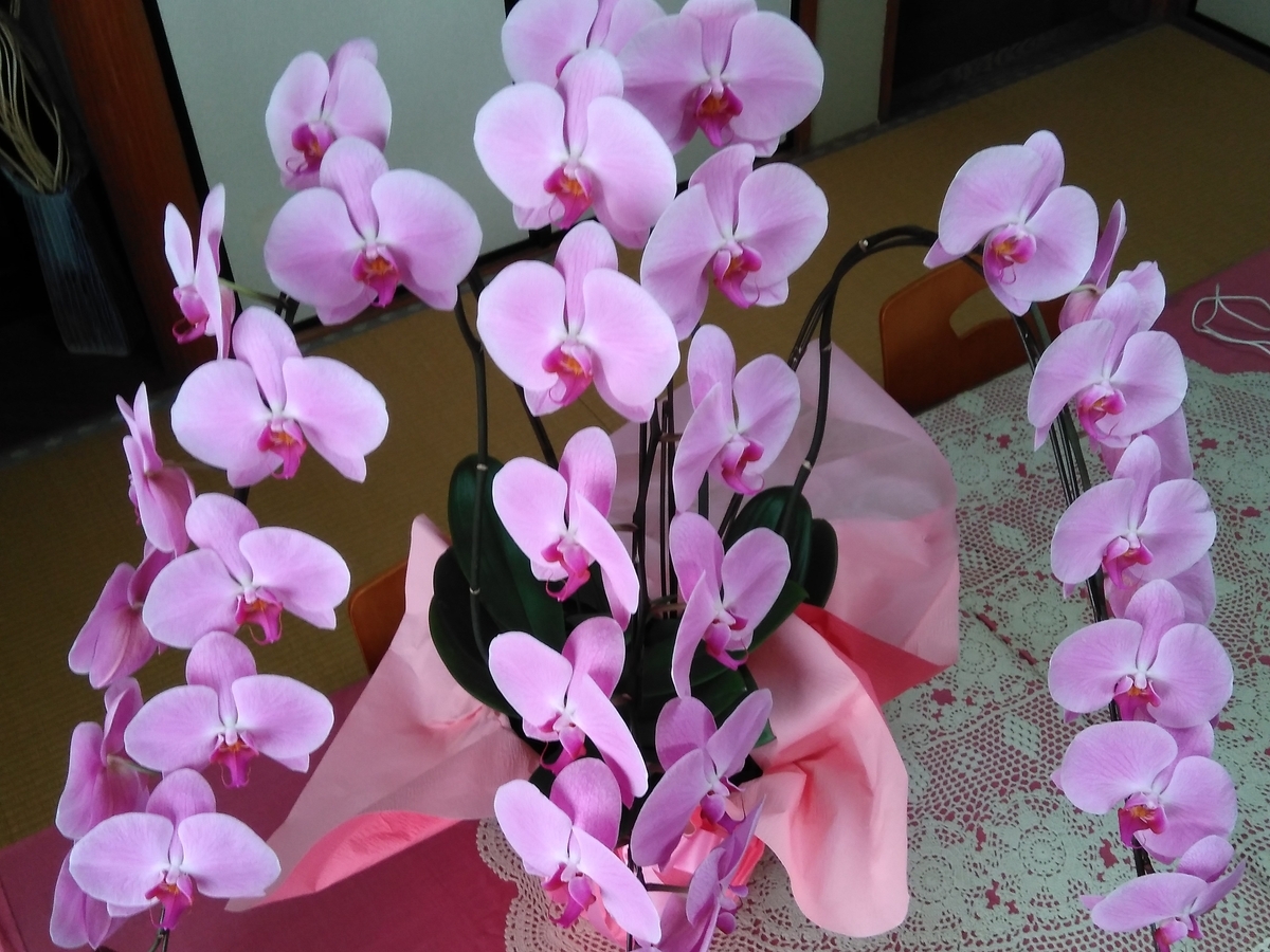 f:id:kakasalon:20190404080222j:plain f:id:kakasalon:20190404080222j:plain