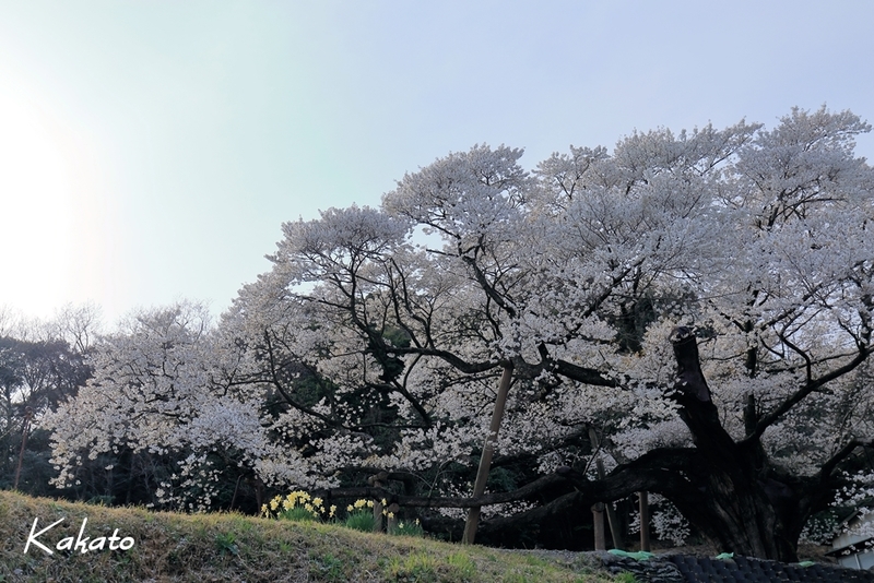 イメージ 1