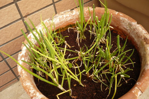 P1020006_2_2